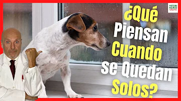 ¿Qué piensa un perro cuando te vas?