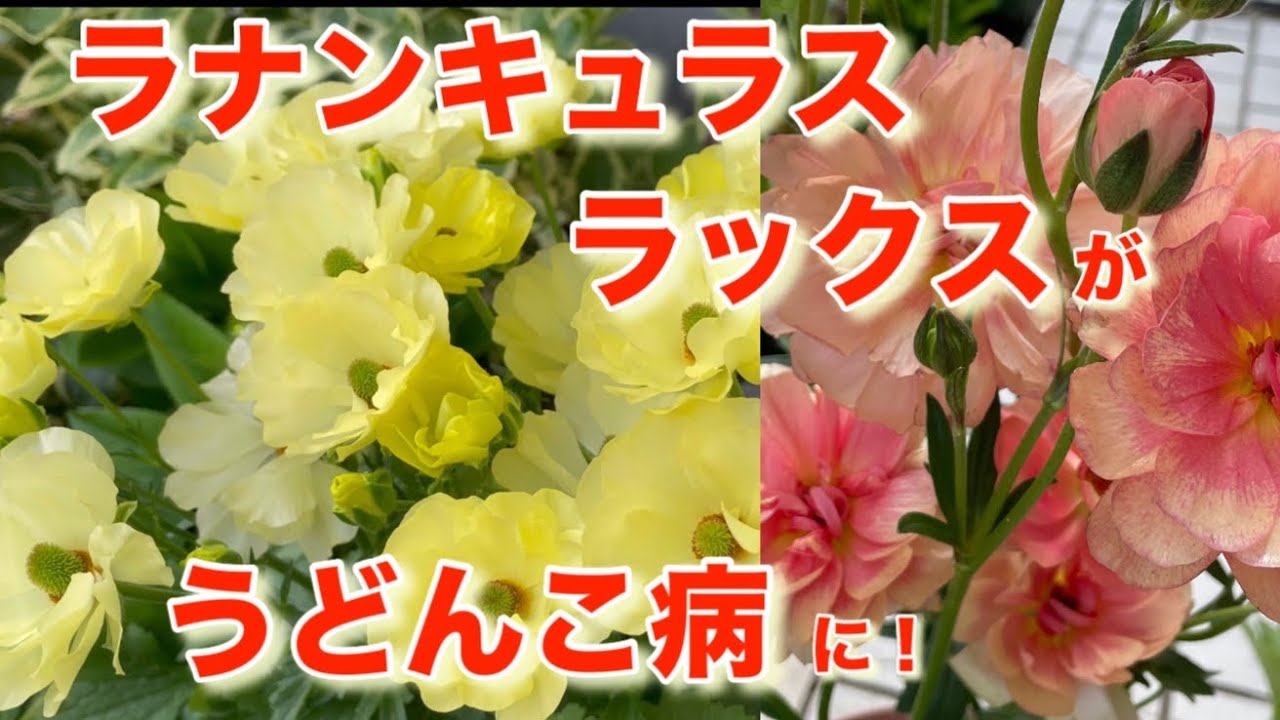 ラナンキュラスラックス】の花がら摘みと枯れ葉取り│うどんこ病対策の