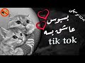 بسبوس عاشق بسه نهفة التريند تيكتوك Love Story Cats Song Acapella Lyrics Subtitled بدون موسيق بسبوس عاشق بسه نهفة التريند تيكتوك Love Story Cats Song Acapella Lyrics Subtitled بدون موسيق
