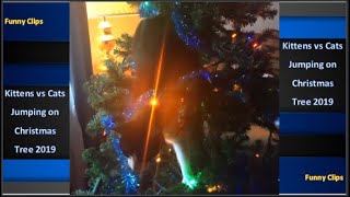 Funniest videos kittens vs cats jumping on Christmas tree 2019  Comedy video clips