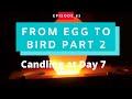 From Egg To Chicken (Pt. 2) Candling Eggs at day 8