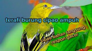 suara burung cipau gacor#terafiburung#burungkicau#burungindonesia