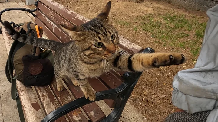 Stray cat asking for affection in a cute way - DayDayNews