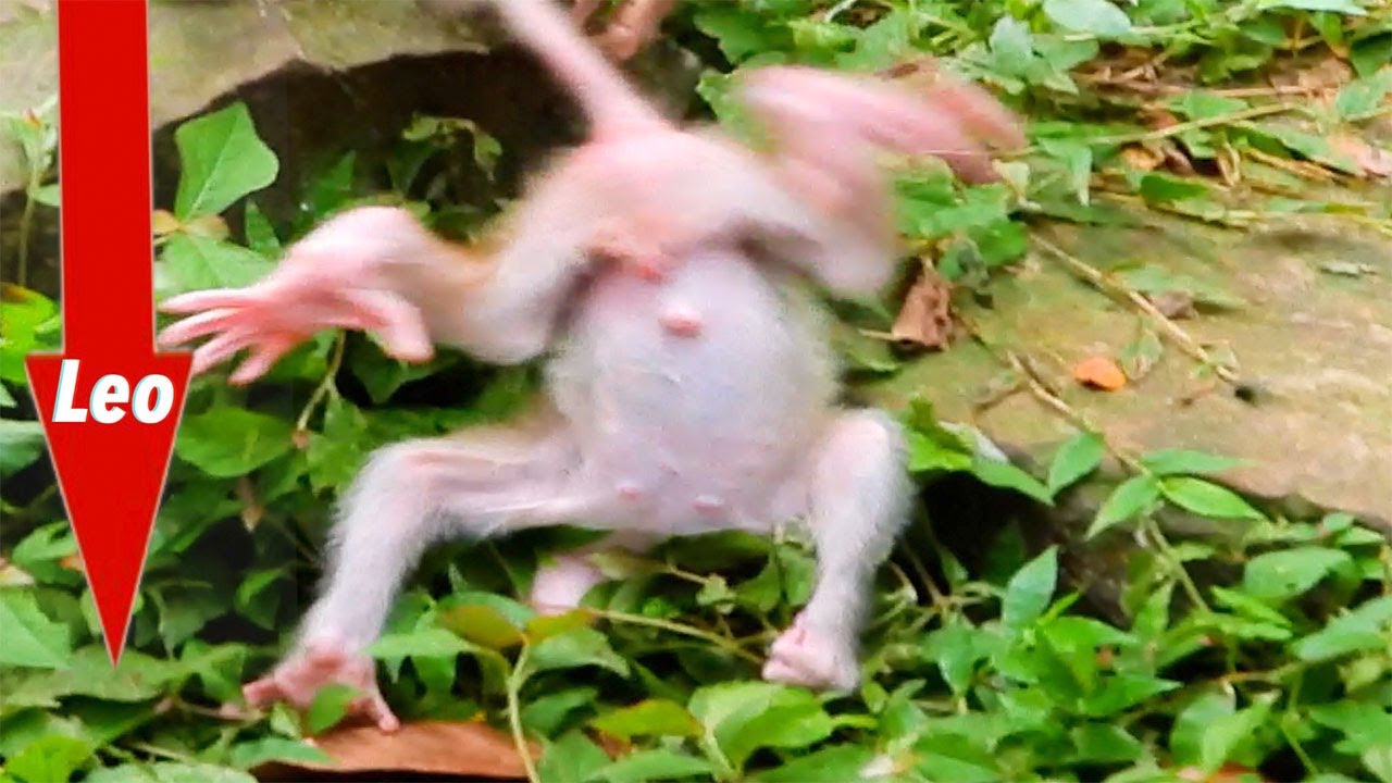 Nice Clip! Very Pitiful Fall Baby Head Down, What Happen? So Lovely Baby Monkey, Adorable Monkeys.