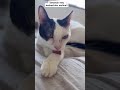 #viral #pets #petslovers #cats #catslove #meuspets #meusamores