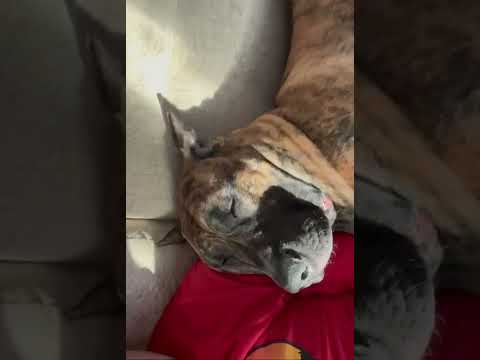 Вся правда о преса канарио🤣 #presacanario_Yusan #presacanario