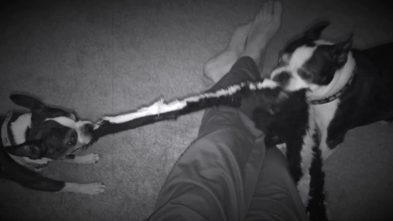 Spageddy Lee and Daisy tugging it.