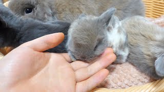 ブリーダーの手からおっぱいを探しだす赤ちゃんうさぎ【ホーランドロップ】