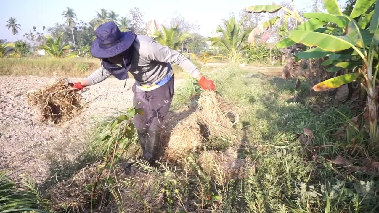 เคล็ดลับหน้าดินชุ่มชื้น คลุมฟางให้ฝรั่งแตงโมซีกัวป่าล่าโตไว x2