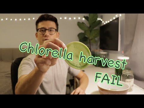 Video: Mất bao lâu để trồng Chlorella?