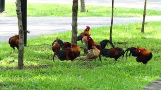 Red Junglefowl Group Spotted at Pasir Ris Park, Singapore screenshot 5