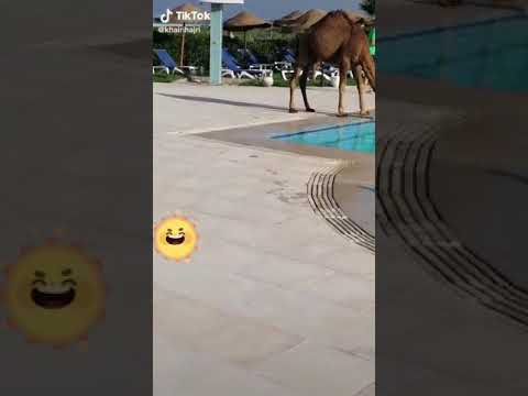 شاهد بعير جمل في المسبح دش علئ السريع لترطيب البشرة 