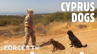Inside Cyprus' Military Working Dog Troop  | Forces TV
