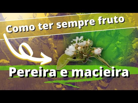 Vídeo: O que é uma macieira com espora - Aprenda sobre as variedades de macieiras com espora