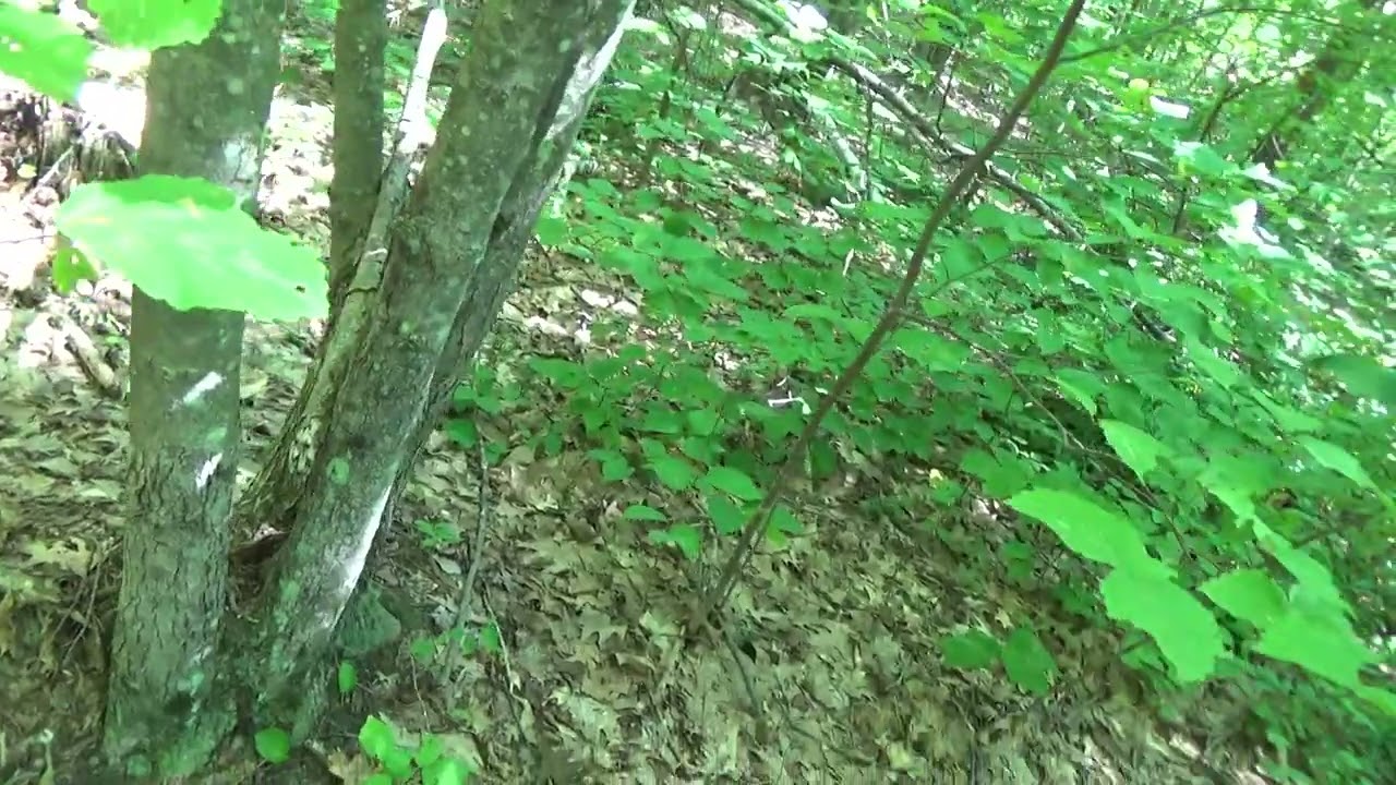 BIG daddy arch and yes -- more arches, intertwining branches --