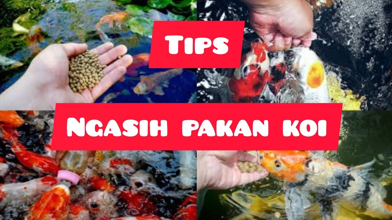 Best koi pond feeding || bulkey koi 