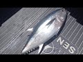 First Fiordland Bluefin Mish For The Year