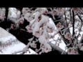 雪桜