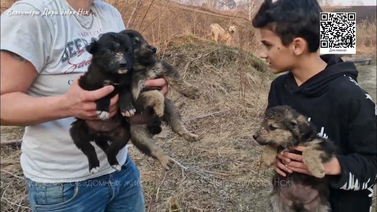 Спасения бездомных животных дари добро