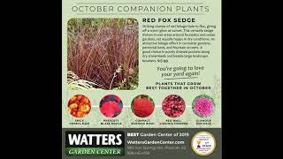 October Companion Plants - Red Fox Sedge