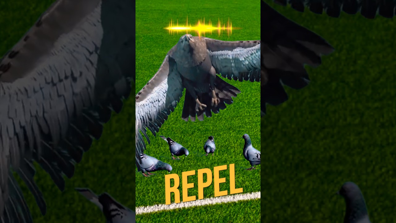 Звук естественного врага голубей! Лучший репеллент!