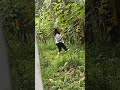 Nerjain si ayang ngakak🤣