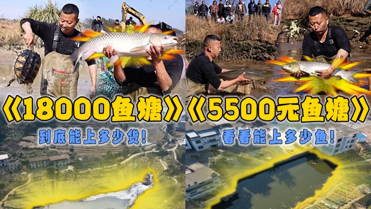 小飞哥花18000元包下大叔家鱼塘，用挖机把水排干究竟能上些什么货？｜花5500元包下大叔家的鱼塘，看看到底能上多少鱼？｜#户外抓鱼 #户外捕鱼 #小飞哥抓鱼 #乡村生活 #农村生活