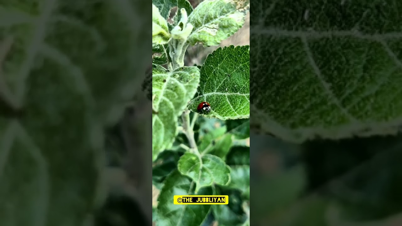 ladybug🐞 the farmer's friend