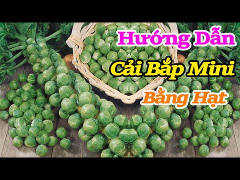 Video: Làm thế nào để cứu cây quá tải đã được thụ tinh: 13 bước