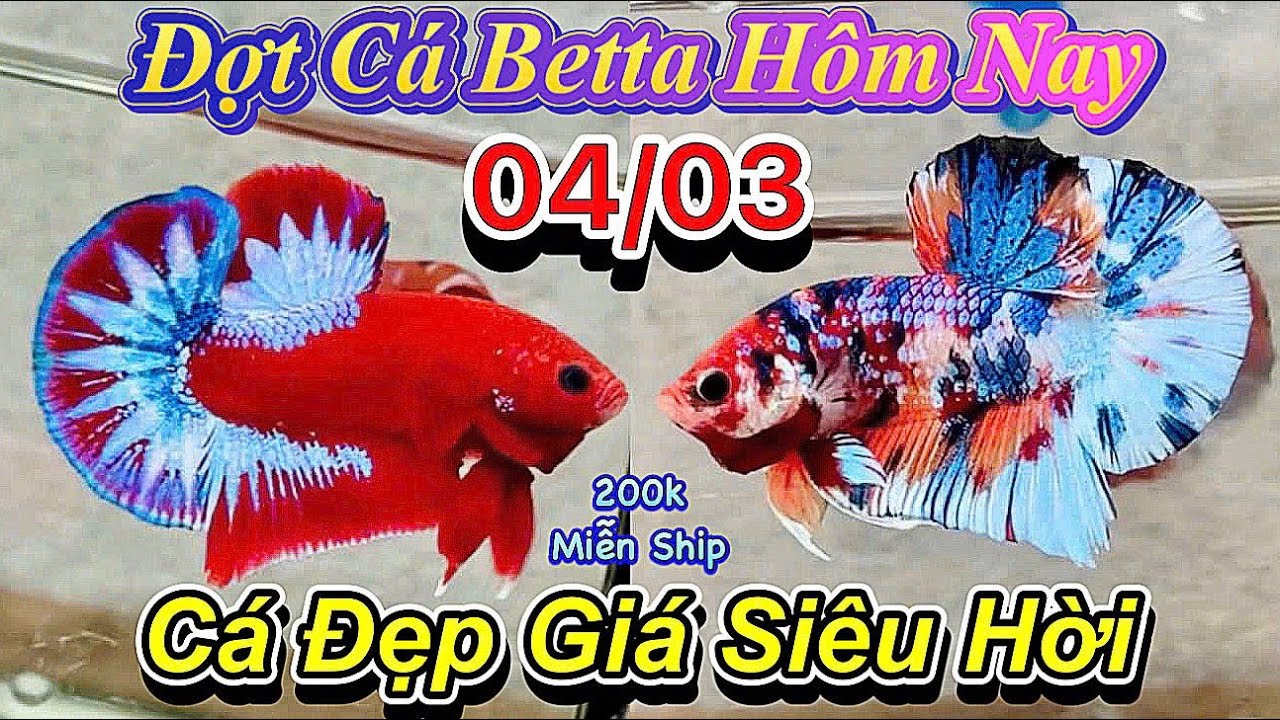 /-heart 04/03/2026_Clip Betta Cực Đẹp Giá Tốt_Chỉ Từ 50k_Những Siêu Phẩm Size To_Màu Đẹp❤️