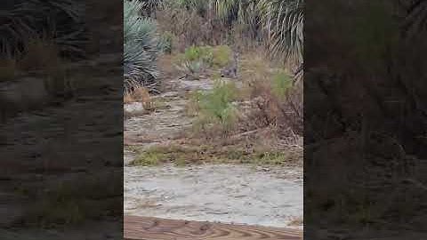 Bobcat spotted by Ben at 8am Dec 1, 2025 in Boca park #wildcat #naturecat