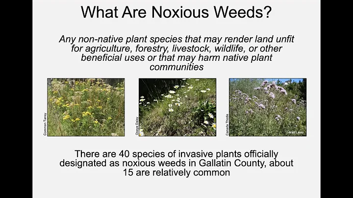 Gallatin Conservation District Noxious Weed & Invasive Species Workshop 2022
