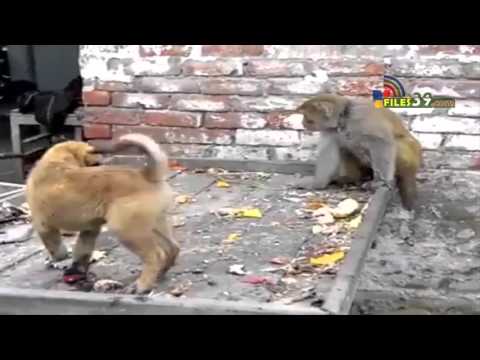სასაცილო მაიმუნი აწუხებს ძაღლს