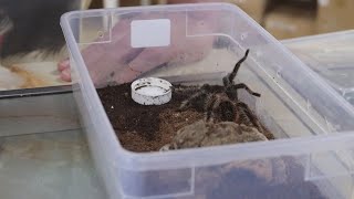 Why are there more tarantulas crawling around lately?