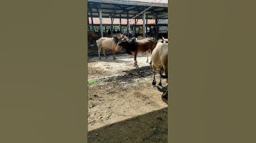 Sapi Moo, Suara Sapi, Sapi Lucu dan Pintar, Lembu Jinak, cow mooing #sapi #lembu #kurban #cow #conbò