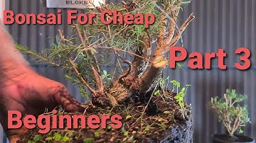 Bonsai on the cheap Part 3, Aussie Bonsai Bloke