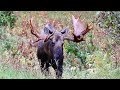 Trashy Bull Moose