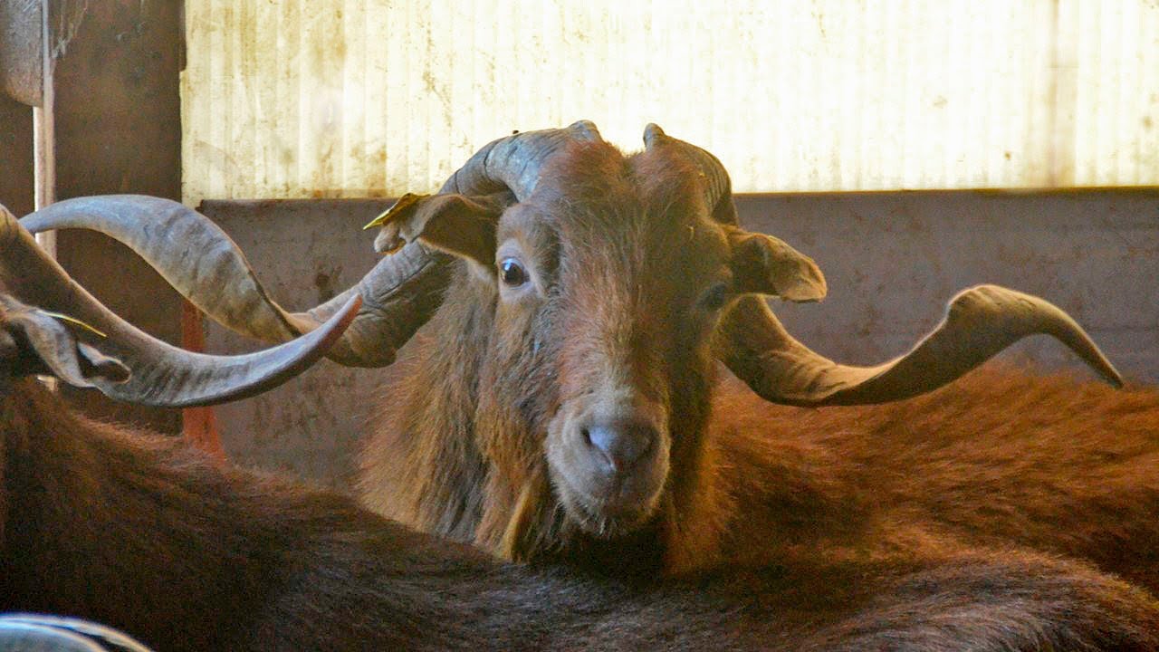 Las cabras de oro de los Pirineos Orientales