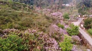 1090229故鄉外湖土地公廟麝香木花
