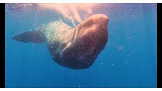 Explore the Ocean's Wonder as a Volunteer in Italy