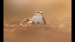 Female kentish plover with her babies