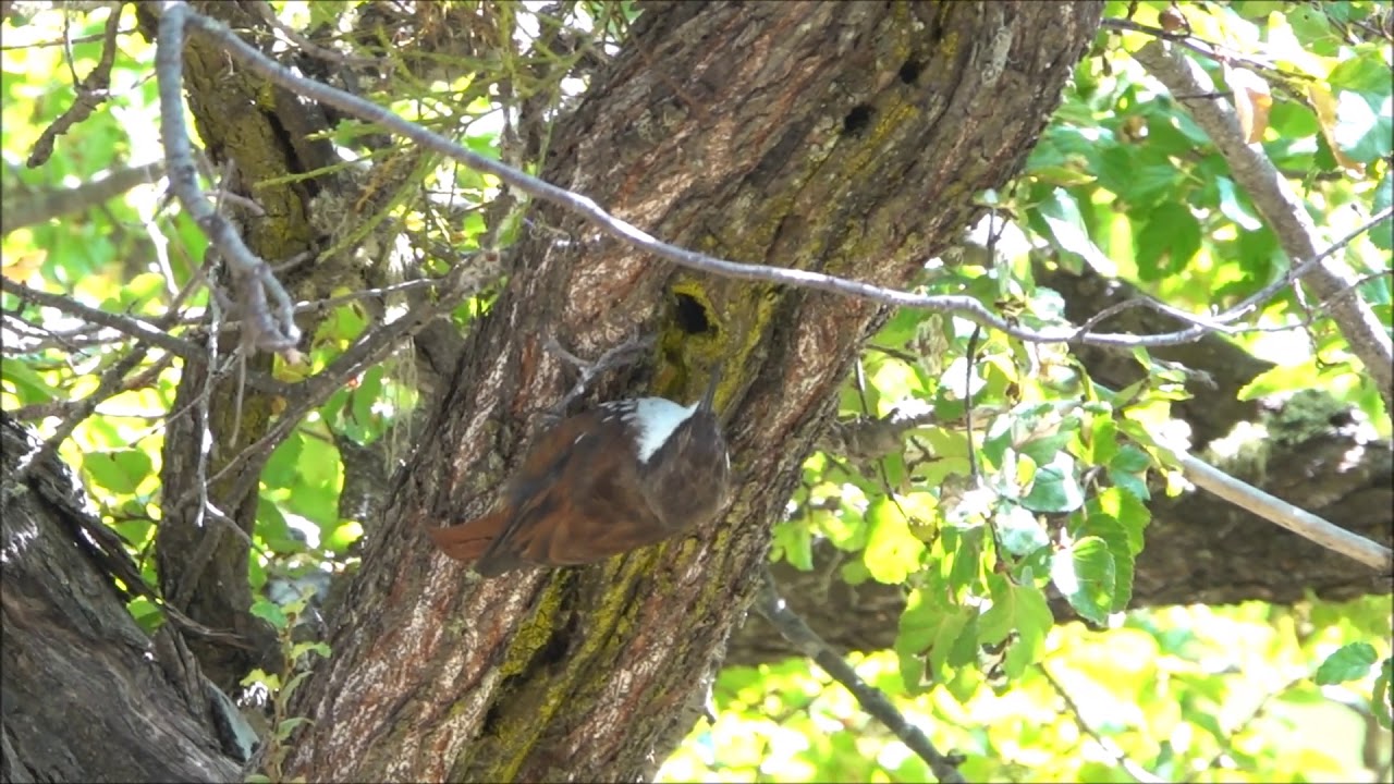 Picolezna patagónico (Pygarrhichas albogularis)