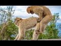 5 best funny moments monkey mating 4k ultra HD video ANIMAL BB