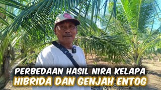 Pengusaha Kebun Kelapa 1000 Pohon  Hibrida  Genjah Entog Disadap Niranya Buat Gula Merah