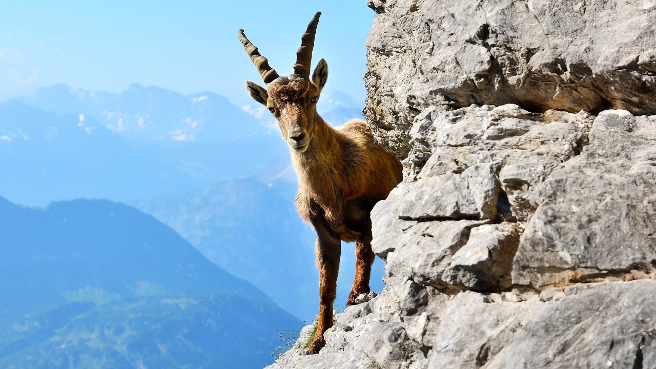 Ибекс: Акробаты на скалах