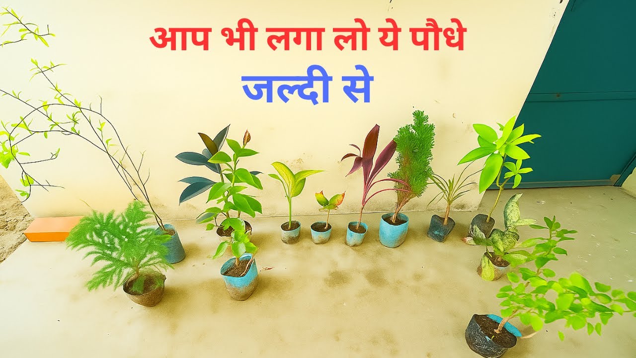 How to Care for Indoor Plants | Easy Plant Care Tips at Home