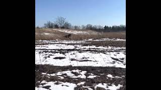 Field Cocker Demonstrates His New Talents.