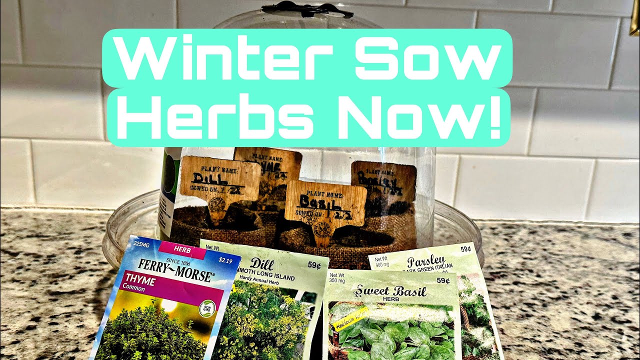 It s Time To Winter Sow Herbs 4 Reasons To Use This Method it-s-time-to-winter-sow-herbs-4-reasons-to-use-this-method
