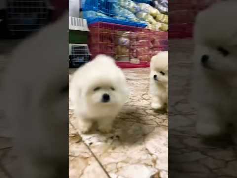 شوية معلومات عن كلاب البومارينين