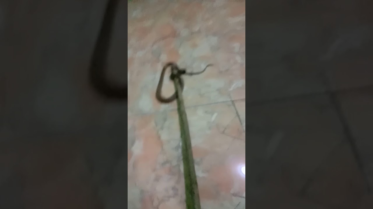 Ular masuk rumah langsung m. 